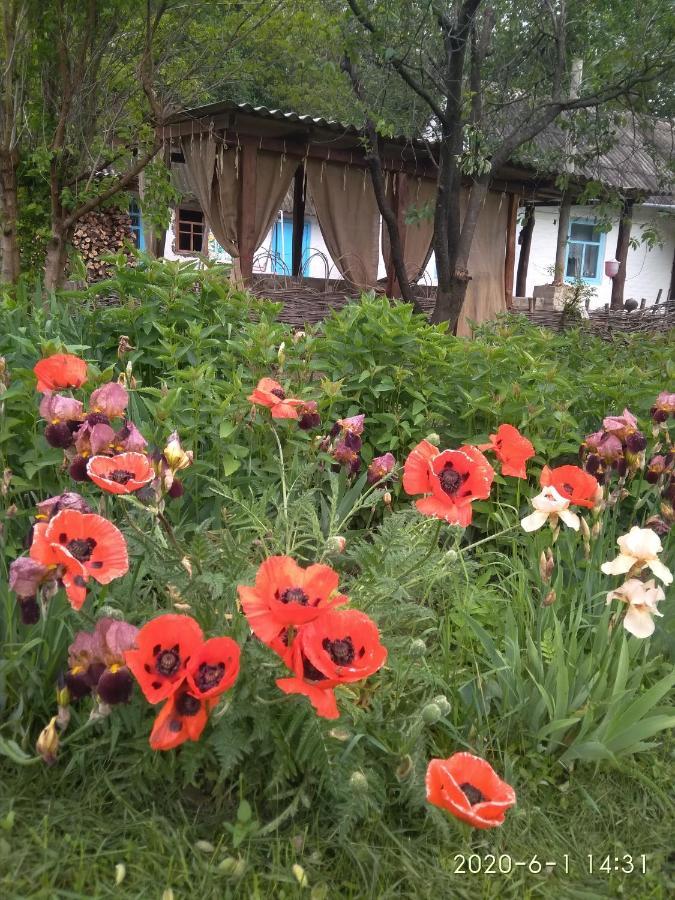 Dybintsy Maliovnytsya 게스트하우스 외부 사진